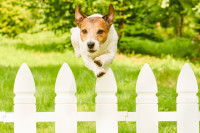 Un Jack Russel saute par-dessus la clôture
