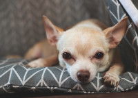 Un Chihuahua avec un air frustré allongé sur le canapé