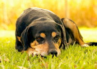Un petit chien frustré allongé dans l'herbe au coucher de soleil