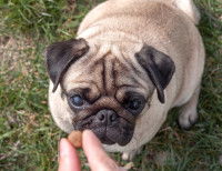 Un chien Carlin attend pour recevoir une friandise