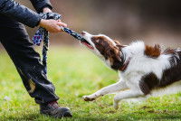 Un jeune Border Collie tire sur la corde que tient son maître