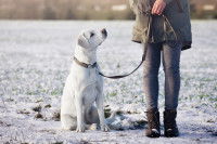Une femme tient son chien Labrador en laisse dans un champ enneigé