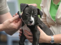 Un homme attache un collier au cou d'un chiot Amstaff