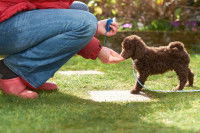 Un homme éduque son chiot Caniche avec un clicker training
