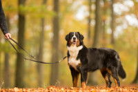 Un Bouvier Bernois lors d'une promenade en laisse en automne