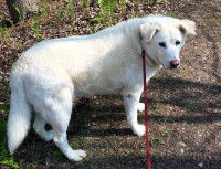 Un gros chien blanc tenu en laisse dans la forêt