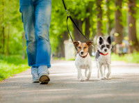 Deux petits chiens partent en promenade avec leur maîtresse