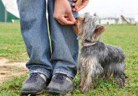 Un homme récompense son chien obéissant avec une friandise