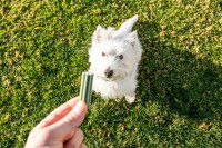 Un petit chien blanc attend patiemment sa récompense