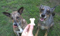 Deux chiens attendent leur récompense avec impatience