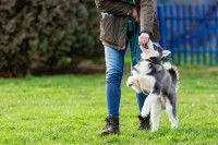 Une femme guide son chiot Husky avec une friandise dans la main