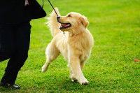 Un chien marche à côté de son maître dans un parc