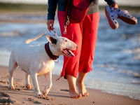 Un chien Bull Terrier et son maître marchent sur la plage