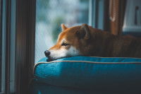 Un Shiba Inu triste regarde par la fenêtre
