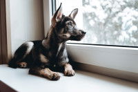 Un chiot attend devant la fenêtre