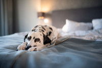 Un Dalmatien avec un air triste allongé sur un lit