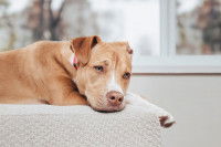 Un jeune chien s'ennuie allongé sur un lit