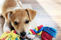 Un chiot joue avec une corde dans le salon