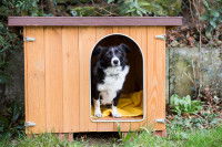 Un Border Collie assis dans sa niche dans le jardin