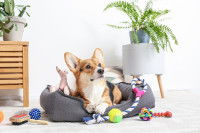 Un Corgi dans son panier avec tous ses jouets