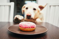 Un chien vole un beignet posé sur la table