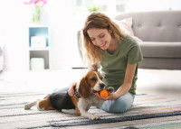Une jeune femme donne un jouet à son chiot Beagle