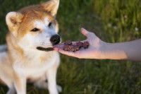 Un homme montre des friandises à un Akita Inu