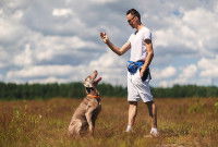 Un homme enseigne l'ordre "assis" à son chien