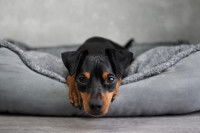Un petit chien Pinscher triste dans son panier