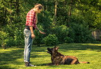 Une femme apprend le « Pas bouger ! » à son Berger Allemand