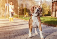 Un Beagle en promenade avec sa maîtresse tire sur sa laisse
