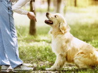 Une femme fait asseoir un Golden Retriever blanc à ses pieds