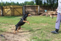 Un Pinscher Allemand attaché en laisse tente d'attaquer un homme