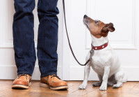 Un Jack Russel tenu en laisse assis au pied de son maître