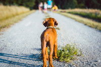 Un chiot brun en train de regarder sa famille au loin