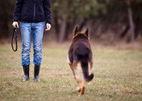 Un chien se dirige vers sa maîtresse dans un champ