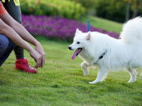 Un Spitz japonais revient au pied de sa maîtresse