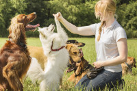 Utiliser les méthodes d'éducation du chien pour lui apprendre des tours