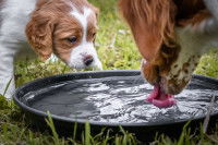 L’arrivée d’un nouveau chien dans le foyer