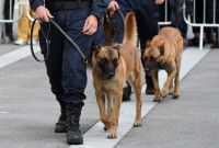 Le dressage des chiens de travail