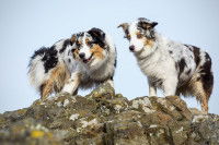 Les avantages de l’apprentissage par imitation chez le chien