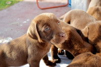 N’importe quel chien peut-il apprendre par imitation ?