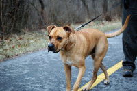 Le prix des cours d'éducation canine