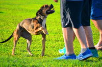 Prudence est mère de sûreté