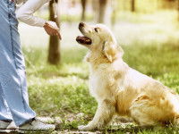 Le shaping ou façonnage
