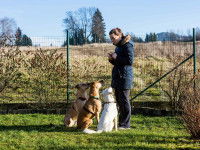 Déroulement d'une séance de clicker training