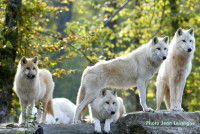 Tous les chiens descendraient du loup