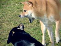 L'autorité peut-elle être utile pour un maître ?