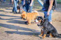 La tenue de la laisse