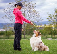 L'autorité familiale est essentielle pour le chien